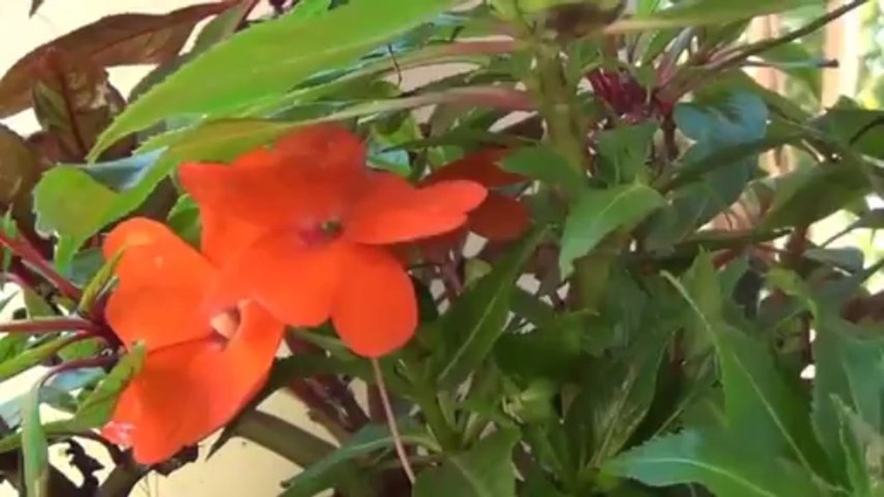 25º DOMINGO DO TEMPO COMUM. ANOC Homilia do Frei Tadeu.