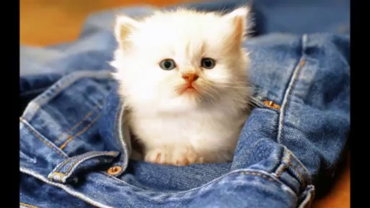 timmanning naughty cat