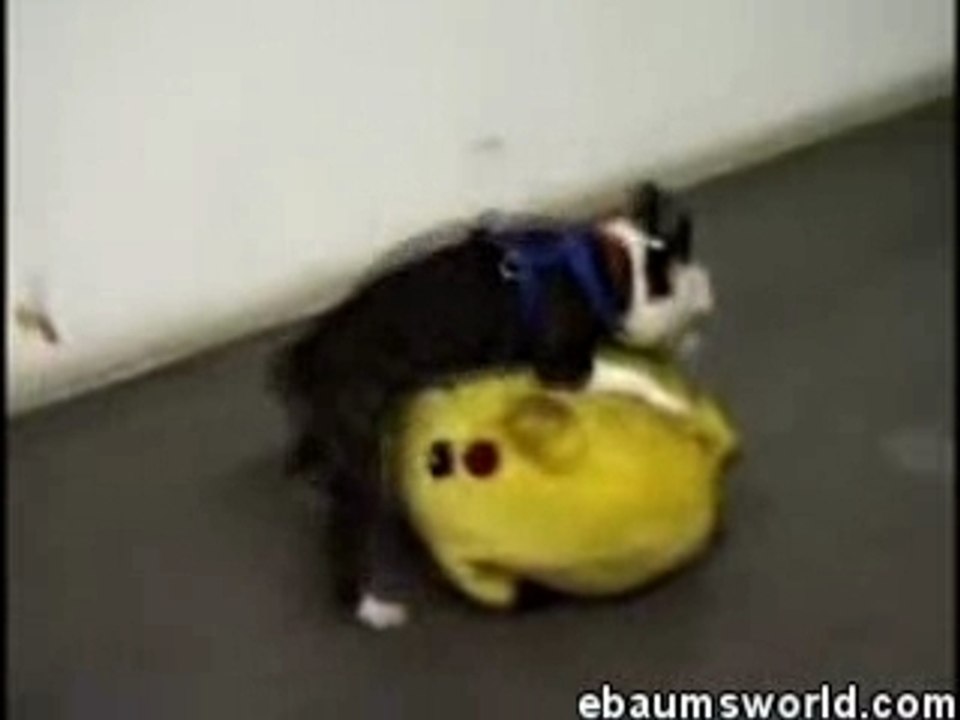 Dirty Dog & Pikachu