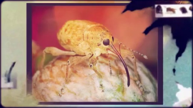 Bed Bug Pest Extermination Oxfordshire