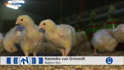 Groningse vleeskippenfokkers mogen niet meedoen met Albert Heijn - RTV Noord