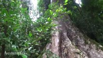 Amazing Tree in Palau Waterfall, Kaeng Krachan National Park
