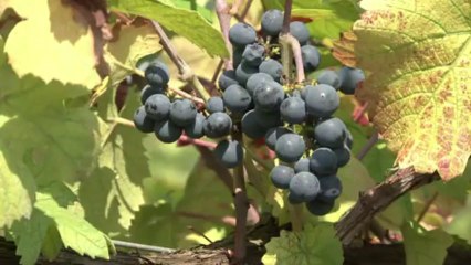 Contre la crise, des "vendanges solidaires" en Italie