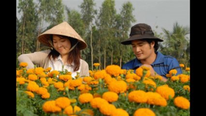 HTV phim Hoa Vang Noi Ay 2009