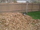 Funny siberian husky DOG playing in leaves!