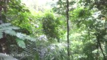 Evergreen Tree Species, Palau Waterfall, Kaeng Krachan National Park
