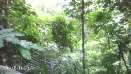 Evergreen Tree Species, Palau Waterfall, Kaeng Krachan National Park