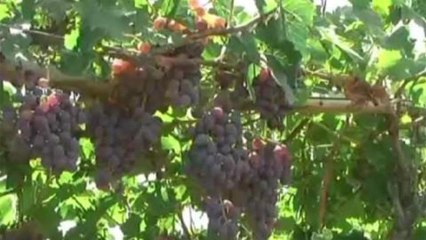 Afghans trade mines for vines