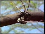 Mahratta Woodpecker pecking on a Gulmohor tree