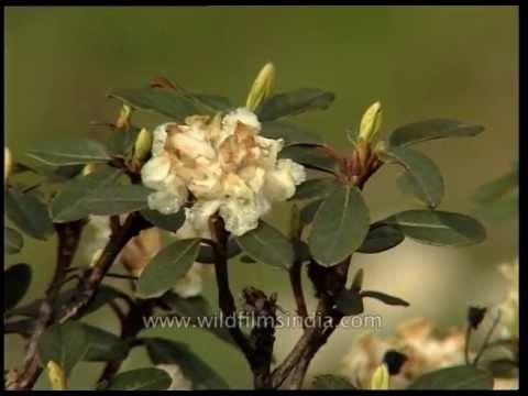 Rhododendron anthopogon, an aromatic flowering shrub of the Himalaya