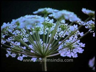 Beautiful and delicate Caesium flowers in the Himalaya