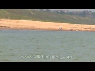 Birds adding beauty to the river site