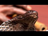 Indian Snake Charmer playing music for Cobra !