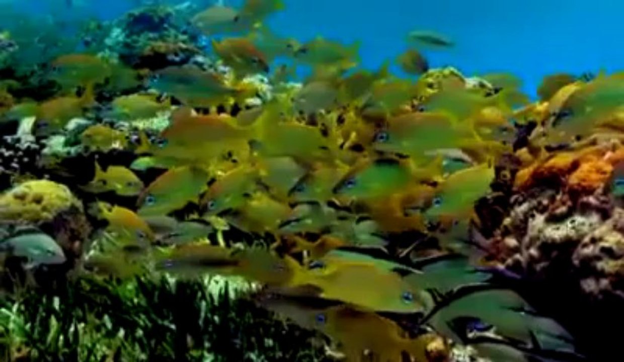video 3