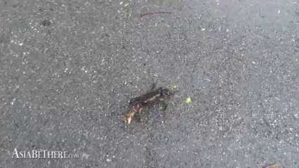 River Crab on the way to Palau Waterfall, Kaeng Krachan National Park