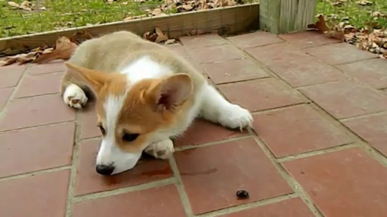 9 Week Old Pembroke Welsh Corgi Surprise Beetle Attack