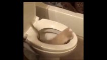Best of Funny VINE videos!!! Accidents, Pranks, Cats, Babies, Fails, Dogs, Weedings...
