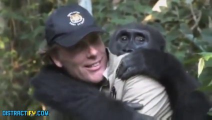 Man and His Gorilla Son Reunite After 5 Years!! Unbelievable!!