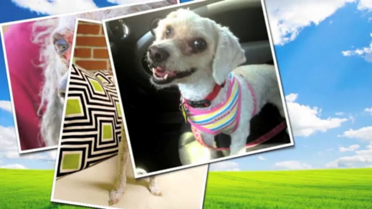 A Severely Neglected Dog Gets A Fairytale Rescue - Please Share