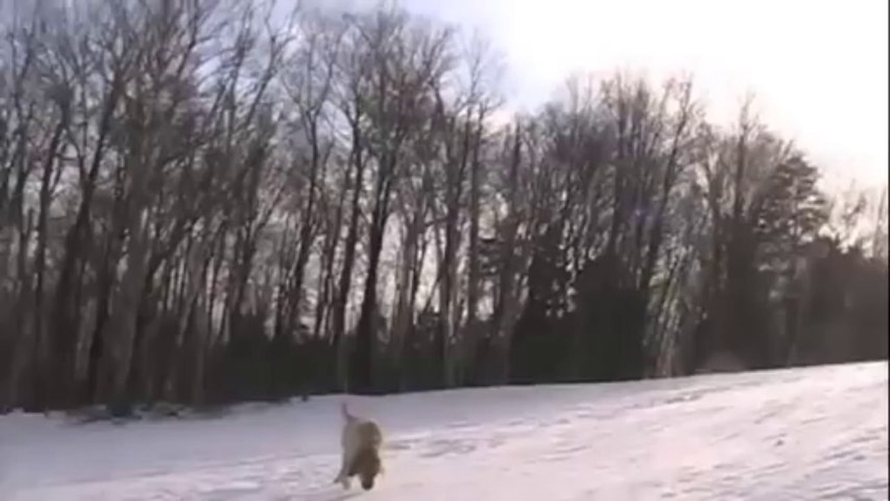Sugarbush Dog Groomers