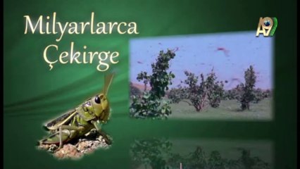 Toplu hareket eden çekirgeler