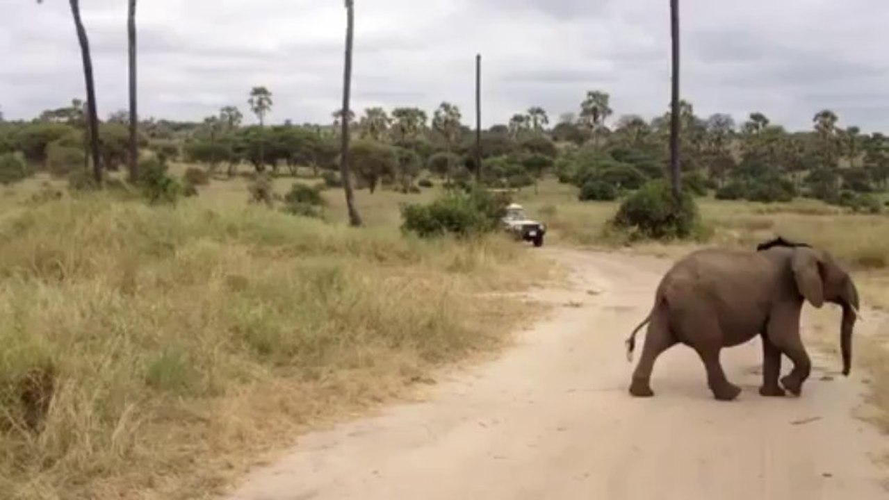Elephant Love