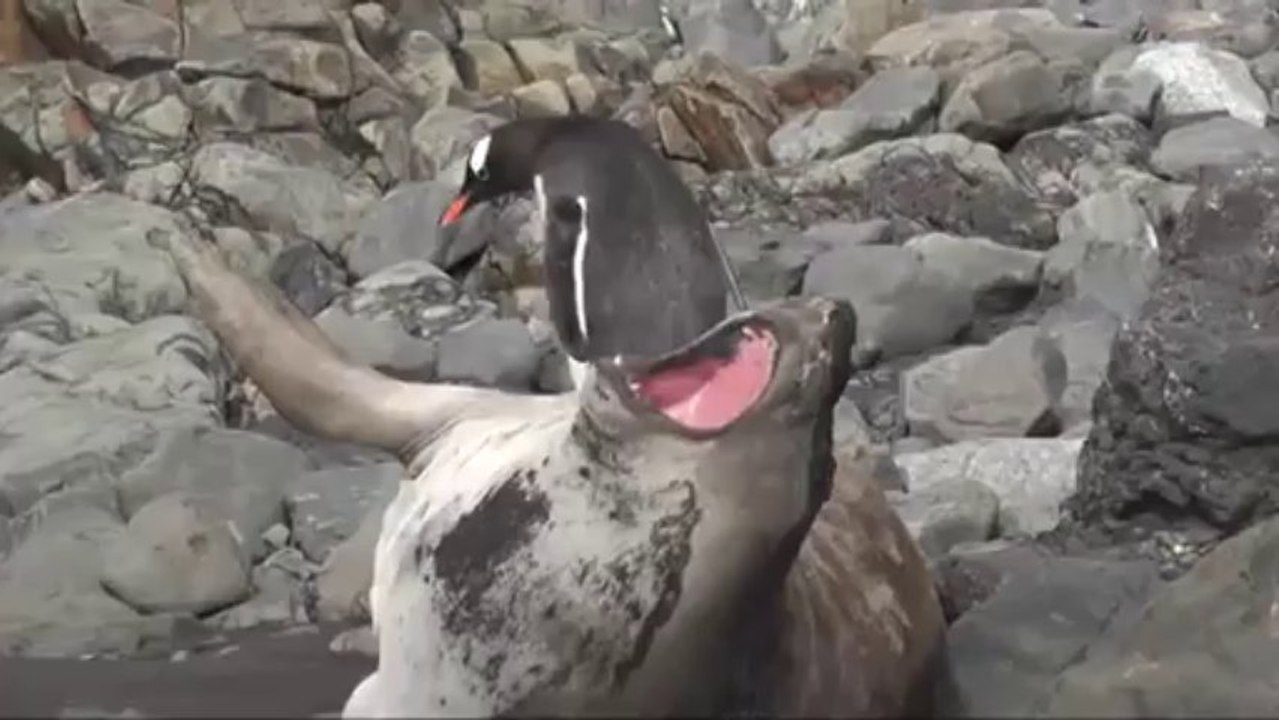 Penguin takes a risky path.mpg