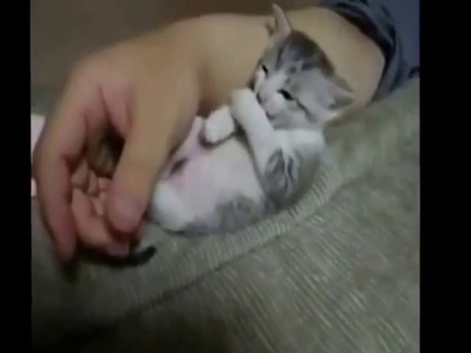 15 Most funny animals: puppies, kittens, birds, hippos, dogs, parrots, cows, owls...