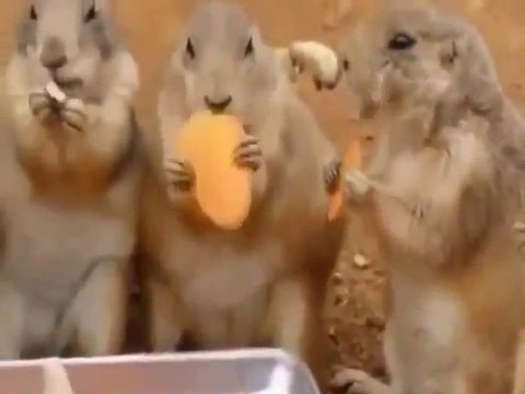 15 plus drôles animaux du net: chiots, chatons, perroquets, écureuils, chouettes, vaches...