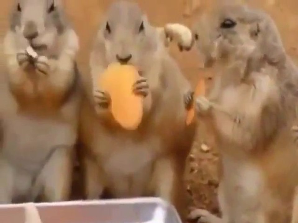 15 plus drôles animaux du net: chiots, chatons, perroquets, écureuils, chouettes, vaches...