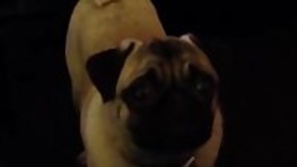 Pug Licks Its Face Every Time Toy Squeaks