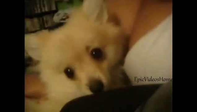 Une compilation de Winner et de Looser : animaux, bébés, artistes, débiles...