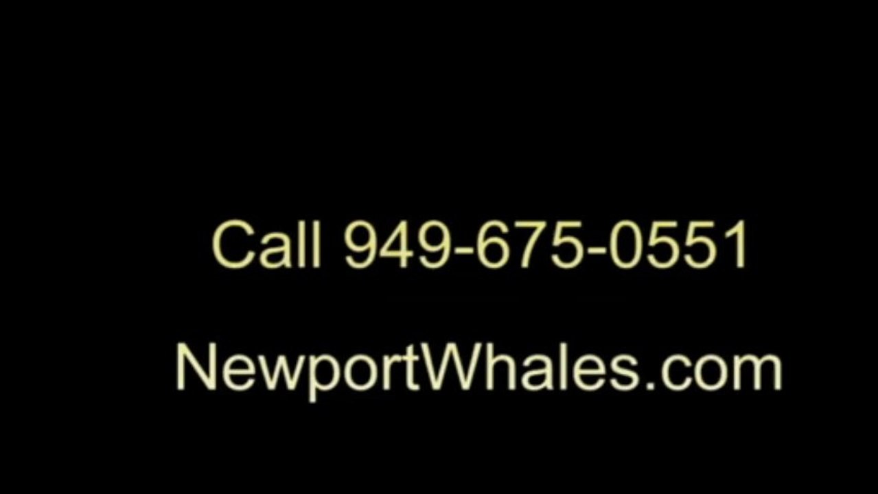 whale watching in Orange County