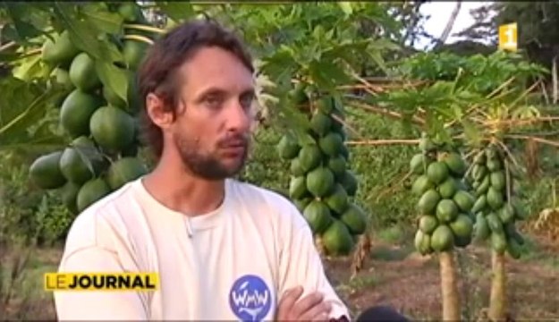 En Nouvelle-Calédonie, les agriculteurs luttent contre les espèces invasives