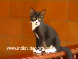 Cat Fighting - Funny Video