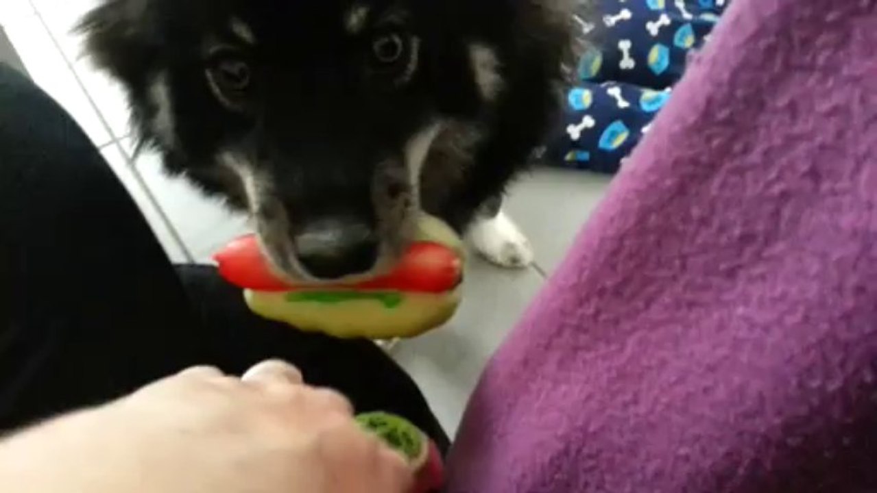 lapinkoira Heaven, on joue ?