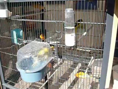 Le bain de mes jeunes canaris