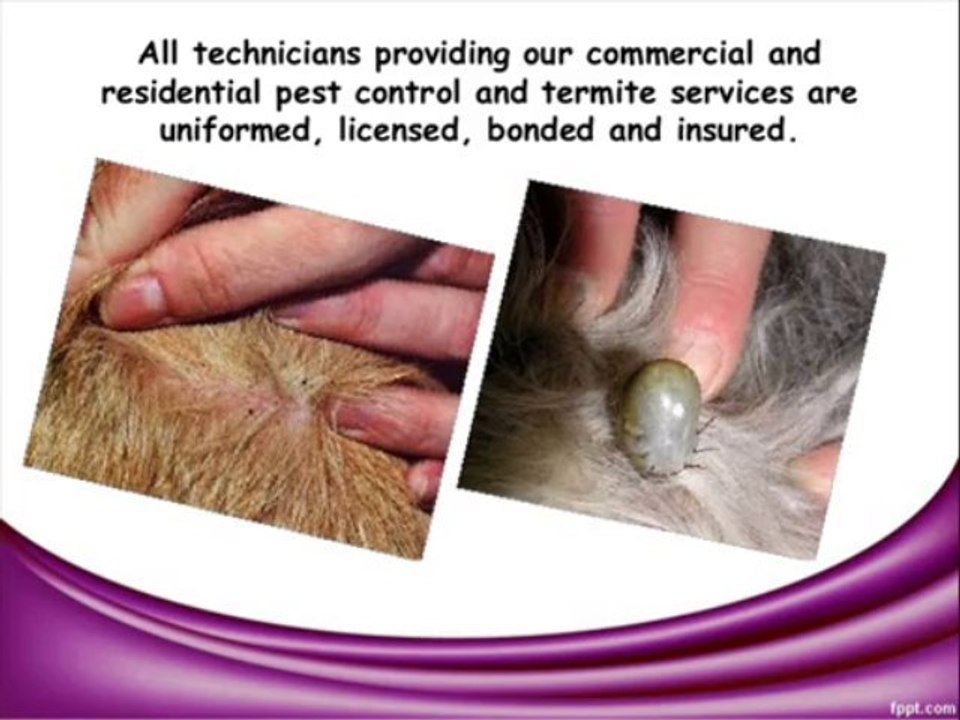Flea and Tick Control