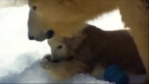 Polar Bear Cub's first appearance at Aussie Zoo!