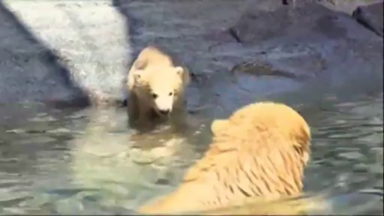 Première apparition du bébé Ours au Zoo de Sea World! Trop mignon!