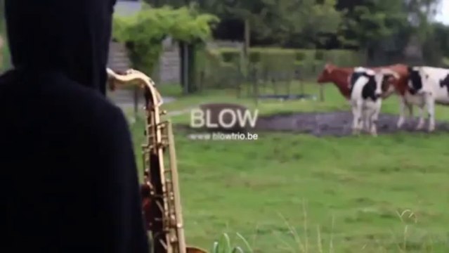 Attirer des vaches avec un saxophone... Possible!!!