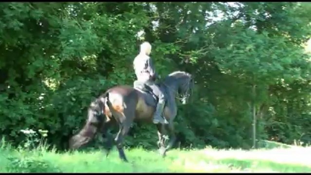 Sueno et Olivier (pas espagnol, piaffer, passage, changement de pied, appuyers, équitation ibérique...)