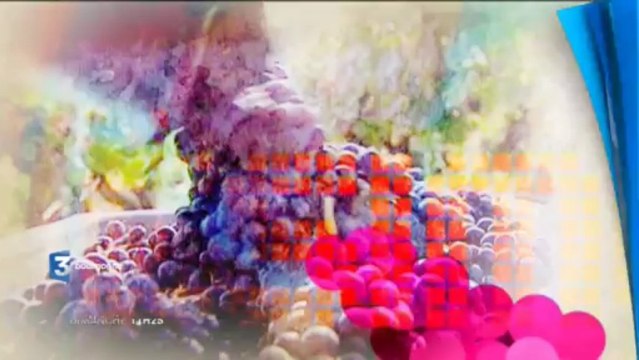 Millésime Quand les vendanges se préparent... : bande-annonce