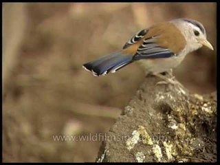 Blue-winged Minla or Siva