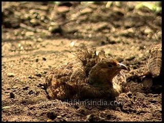 Grey Partridges taking a sand bath