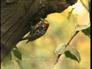 Yellow-crowned Woodpecker or Maharatta Woodpecker at nest
