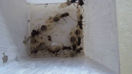 186.HDV-Mb1.20130923.bob