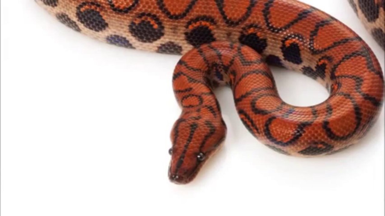 Brazilian Rainbow Boa Care - 3 Core Points of the Brazilian Rainbow Boa