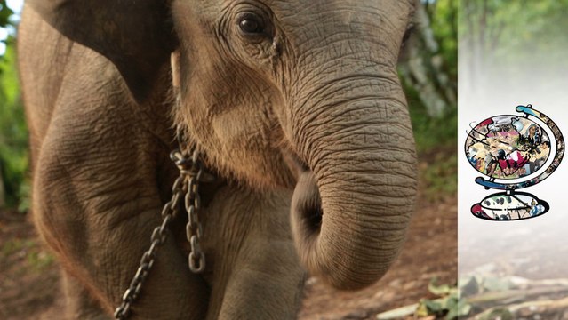Liquid Ivory: Palm oil posing elephant threat - Sumatra