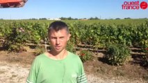 Premières vendanges dans le Vignoble nantais - Vendanges